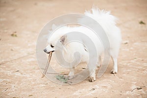 White Pomeranian Lulu playing with a stick photo