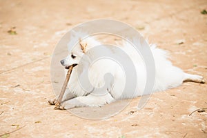 White Pomeranian Lulu playing with a stick photo