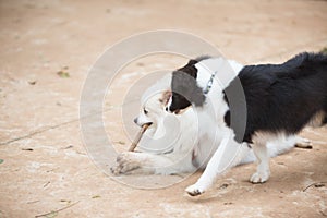 White Pomeranian Lulu playing with a stick photo