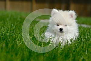 White Pomeranian Puppy on Lawn