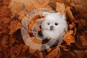 White pomeranian spitz dog hiding in fallen leaves