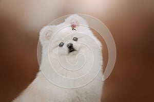 White pomeranian spitz dog portrait with a flower in fur