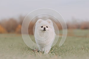 White pomeranian spitz dog posing outdoors in autumn