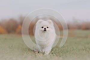 White pomeranian spitz dog posing outdoors in autumn photo