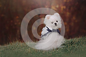 White pomeranian spitz dog sitting outdoors in a sweater