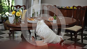 A white Pomeranian Spitz sits on a banquette with armrests, that stands near a table in the living room of a modern home