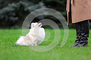 White pomeranian spitz training obedience