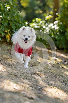 White Pomeranian in the sunshine forest