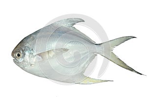 White Pomfret