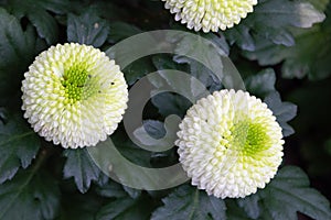 White pompons Chrysanthemum in the graden