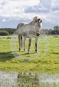 White poney in the field