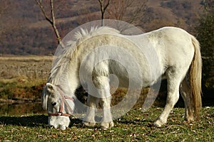 Blanco poni 