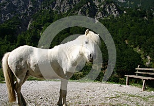 White pony