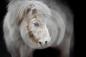 White Pony on Black Background