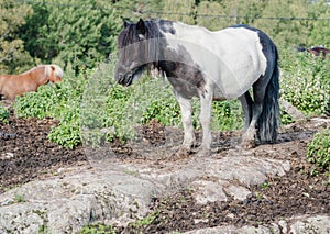 white pony with a black head and black hindquarters