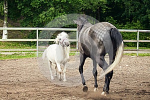 White pony and black horse running on the farm