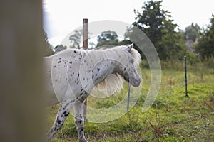 White pony with black spots
