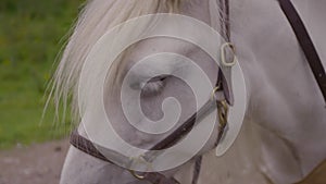 White Pony Face | Scottish Highland, Scotland