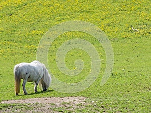 White pony grazing on a meadow