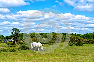 White pony grazing New Forest Hants England UK