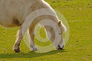 White pony grazing in a sunny meadow Equus ferus caballus