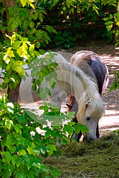 White pony horse or Equus caballus mammal animal