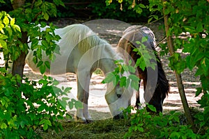 White pony horse or Equus caballus mammal animal