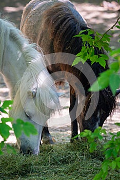 White pony horse or Equus caballus mammal animal