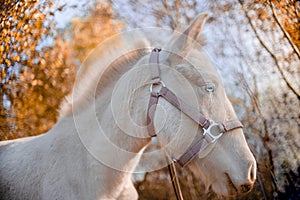 A white pony isstanding in the field and eating grass. Cute little horse in the warm evening light autumn sunset.