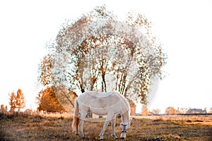 A white pony isstanding in the field and eating grass. Cute little horse in the warm evening light autumn sunset.