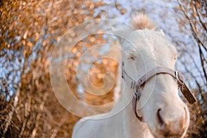 A white pony isstanding in the field and eating grass. Cute little horse in the warm evening light autumn sunset.