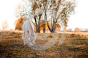 A white pony isstanding in the field and eating grass. Cute little horse in the warm evening light autumn sunset.