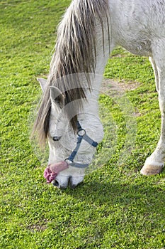 White Pony Pasturing