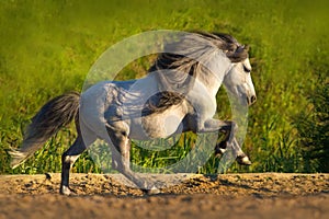 White pony run gallop