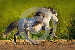 White pony run gallop