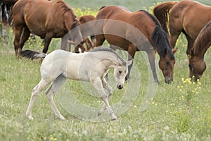 White pony running in the field