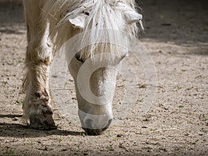 White pony or small horse Equus ferus caballus looking for food on the ground