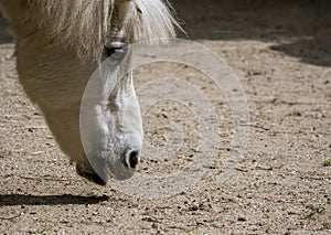 White pony or small horse Equus ferus caballus looking for food on the ground