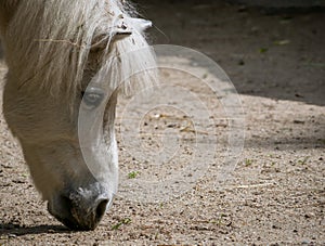 White pony or small horse Equus ferus caballus looking for food on the ground