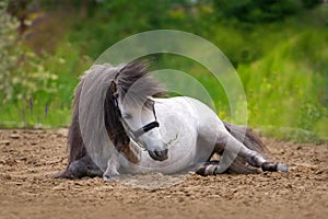 White pony stallion laying