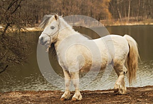White pony standing on the ground on a background of an autumn forest