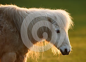 White Pony in Sunshine