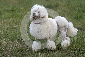 White poodle