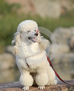 White poodle