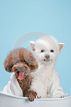 White poodle and brown poodle wearing bath towels in bathtub, indoors, clean blue background