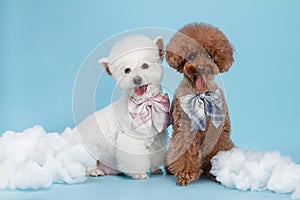 White poodle and brown poodle wearing ties, indoors, clean blue background