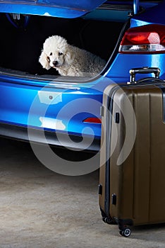 White poodle dog in car trunk