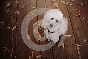 White poodle dog portrait in autumn, top view