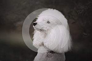 White poodle dog posing in a collar and id tag outdoors