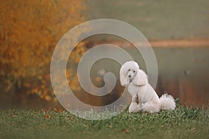 White poodle dog posing by the pond in autumn